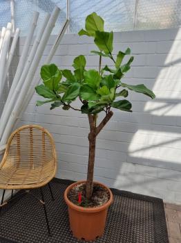 Ficus-Lyrata-Geigenfeige-Nr1